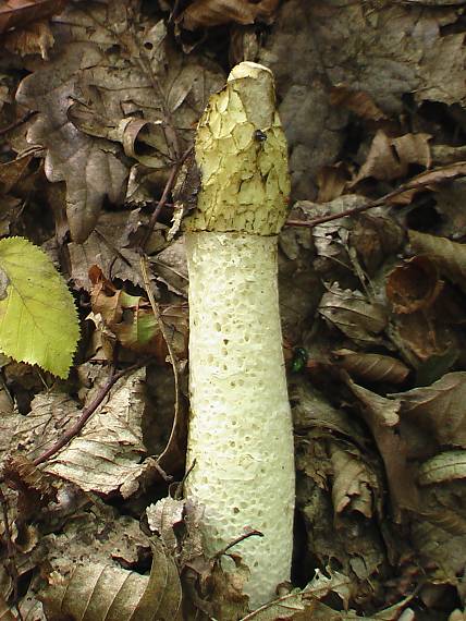 hadovka smradľavá Phallus impudicus L.