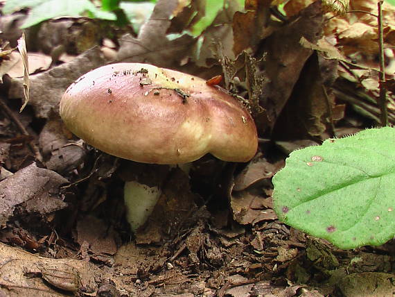 plávka Russula sp.