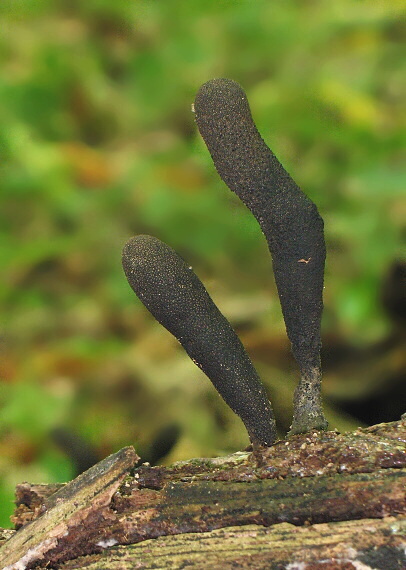 drevnatec štíhly Xylaria longipes Nitschke