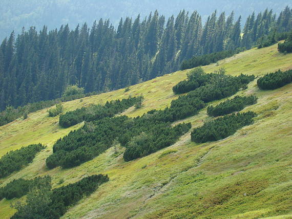 kosodrevina