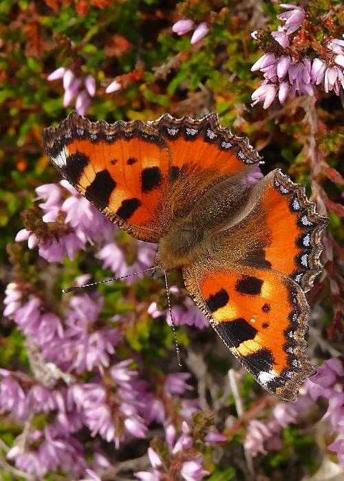 babôčka pŕhľavová Aglais urticae