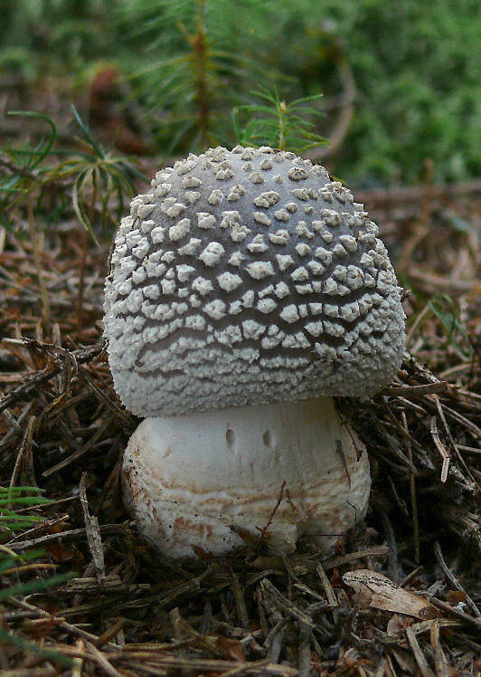 muchotrávka hrubá Amanita excelsa (Fr.) Bertill.