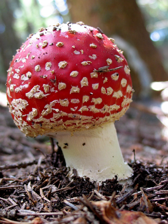 muchotrávka červená Amanita muscaria (L.) Lam.