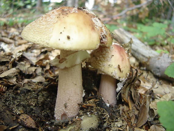 muchotrávky Amanita rubescens Pers.