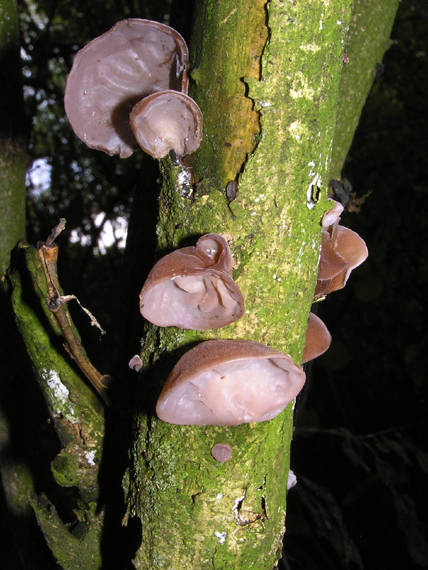 uchovec bazový Auricularia auricula-judae (Bull.) Quél.