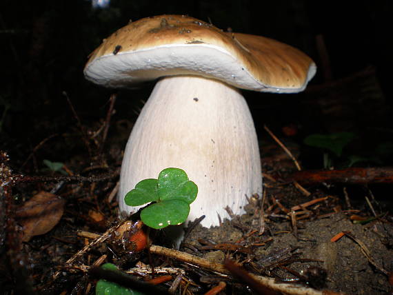 hríb smrekový Boletus edulis Bull.