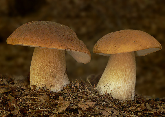 hríb smrekový Boletus edulis Bull.