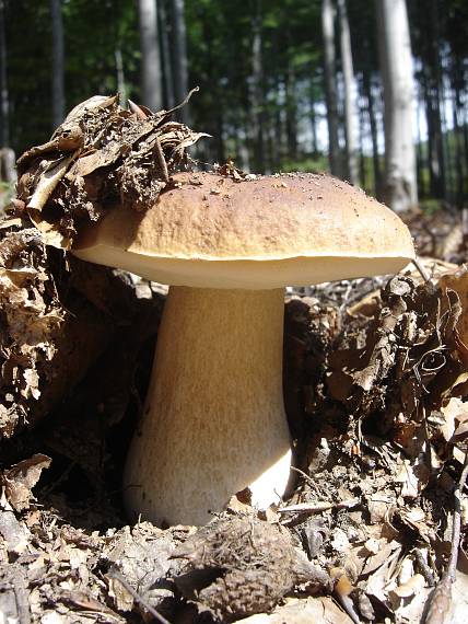 hríb Boletus sp.