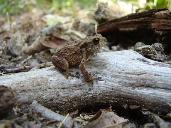 ropucha bradavičnatá Bufo bufo