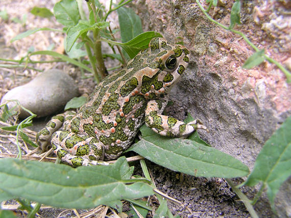 ropucha zelená Bufo viridis