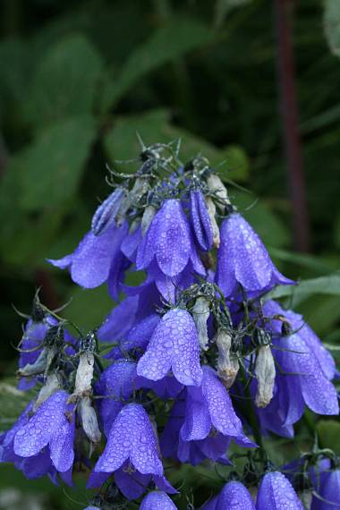 zvonček alpínsky Campanula alpina Jacq.