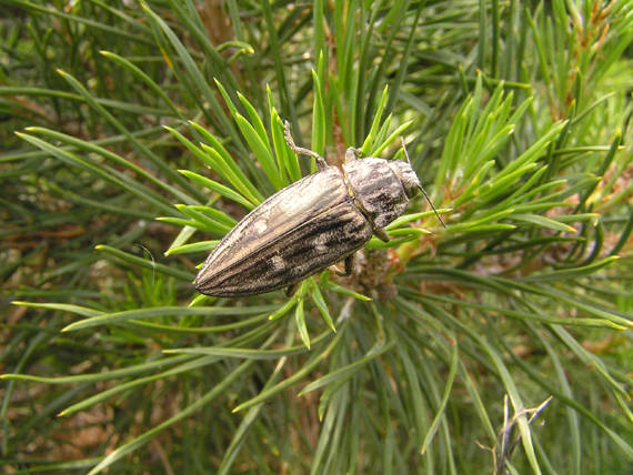 krasoň borovicový / krasec měďák Chalcophora mariana