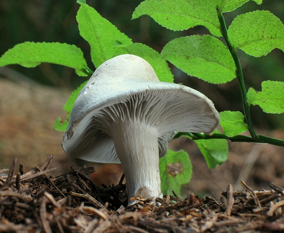 strmuľka anízová Clitocybe odora (Bull.) P. Kumm.