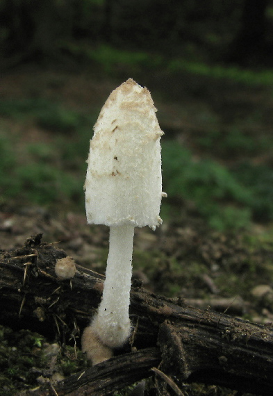 hnojník Coprinus sp.