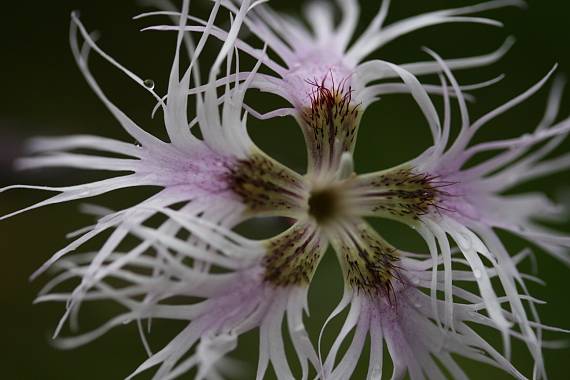 klinček pyšný alpský Dianthus superbus subsp. alpestris (Kablík. ex Uechtr.) Čelak.