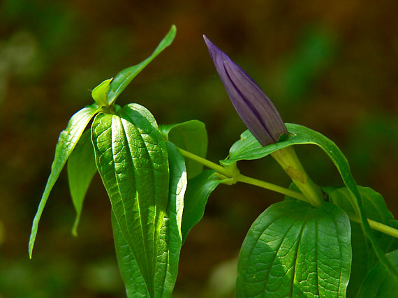 horec luskáčovitý Gentiana asclepiadea L.