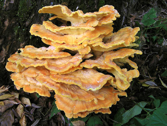 sírovec obyčajný Laetiporus sulphureus (Bull.) Murrill