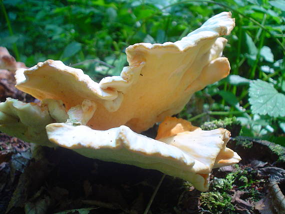 sírovec obyčajný Laetiporus sulphureus (Bull.) Murrill