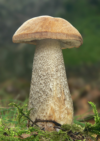 kozák brezový Leccinum scabrum (Bull.) Gray