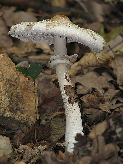 bedľa vysoká Macrolepiota procera (Scop.) Singer