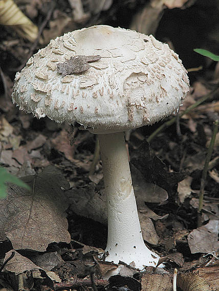 bedľa vysoká Macrolepiota procera (Scop.) Singer