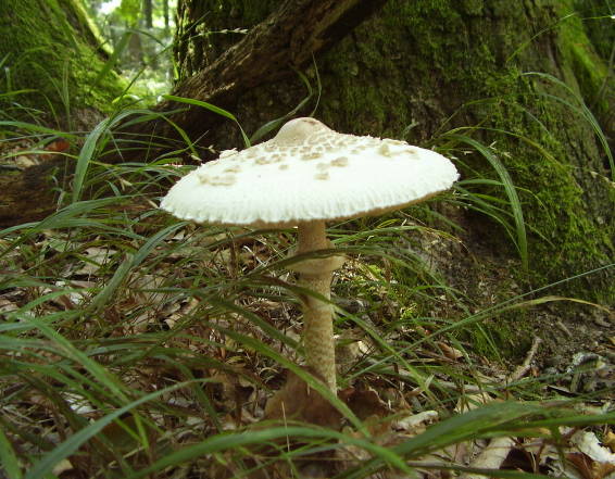 bedľa Macrolepiota sp.