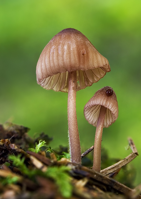 prilbička krvavá Mycena sanguinolenta (Alb. & Schwein.) P. Kumm.