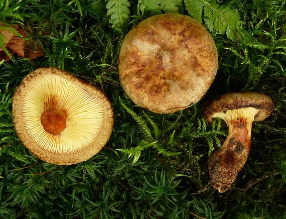 čechračka jelšová Paxillus rubicundulus  P.D. Orton