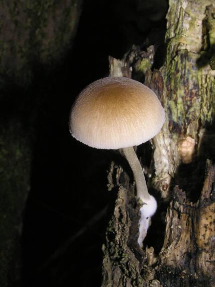 štítovka Pluteus sp.