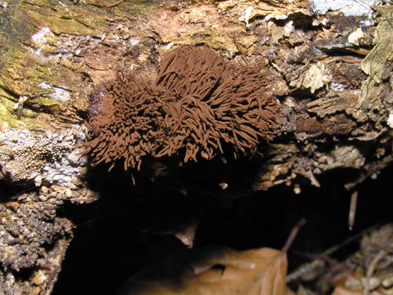 pazderka Stemonitis sp.