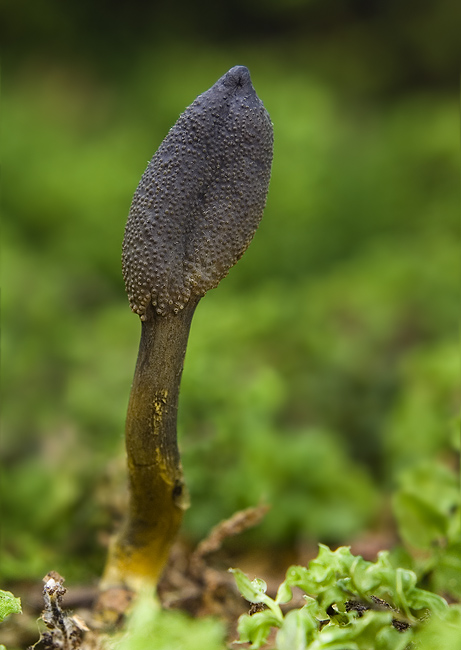 žezlovka srnková Tolypocladium ophioglossoides (J.F. Gmel.) Quandt, Kepler & Spatafora