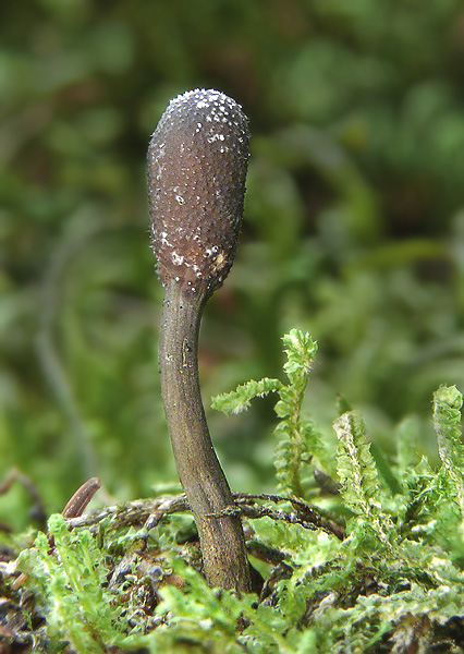 žezlovka srnková Tolypocladium ophioglossoides (J.F. Gmel.) Quandt, Kepler & Spatafora