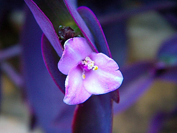 tradeskancia záhradná Tradescantia x andersoniana Ludw. et Rothw.