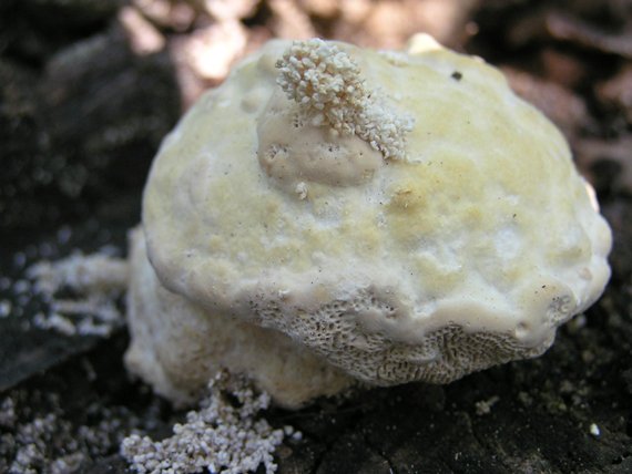 trúdnikovec hrbatý Trametes gibbosa (Pers.) Fr.