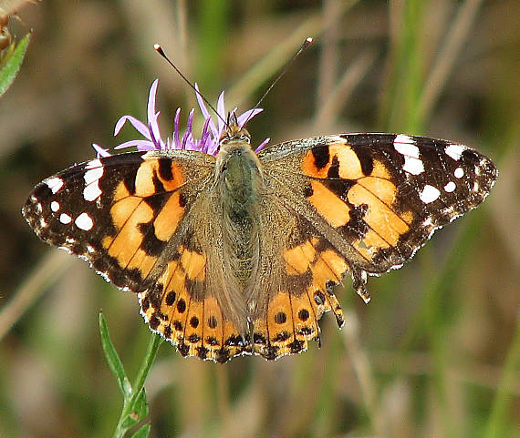 babôčka bodliaková Vanessa cardui