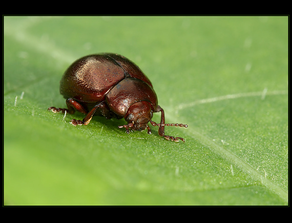 chrysolina purpurascens ?