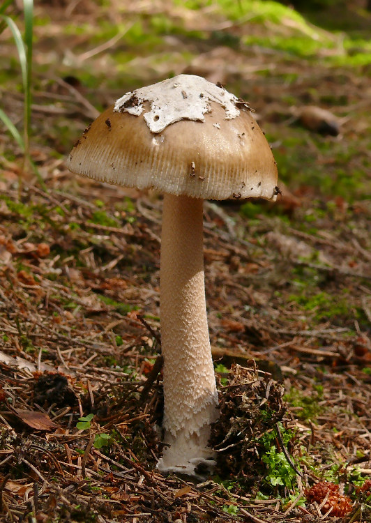 muchotrávka umbrovožltá Amanita battarrae (Boud.) Bon