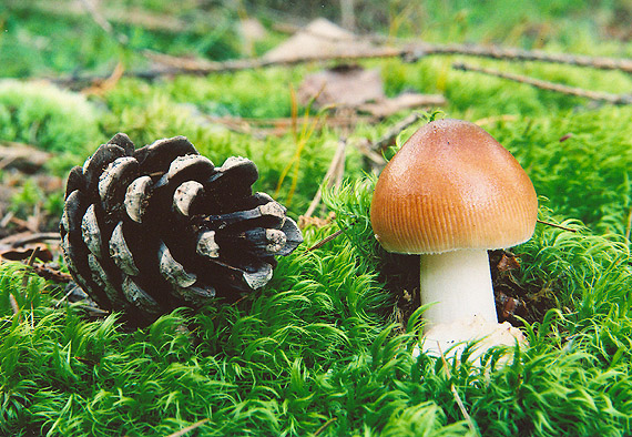 muchotrávka plavohnedá Amanita fulva Fr.