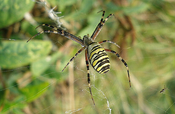 križiak pásavý - samička. Argiope bruennichi