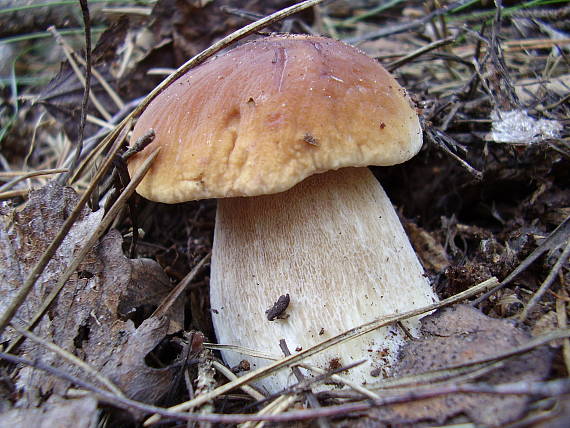 hríb smrekový Boletus edulis Bull.