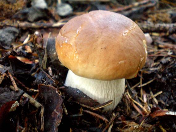 hríb smrekový Boletus edulis Bull.