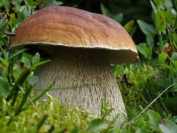 hríb smrekový Boletus edulis Bull.