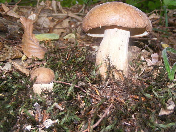 hríb dubový Boletus reticulatus Schaeff.