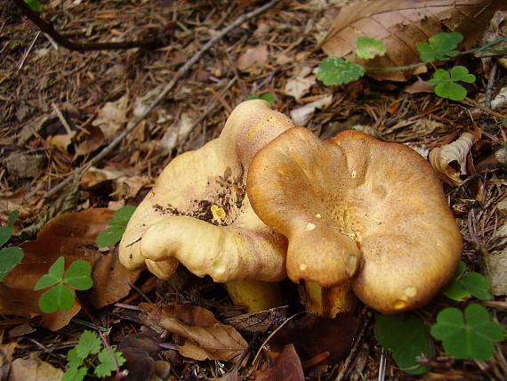 kuriatko jedlé ametystové Cantharellus amethysteus (Quél.) Sacc.