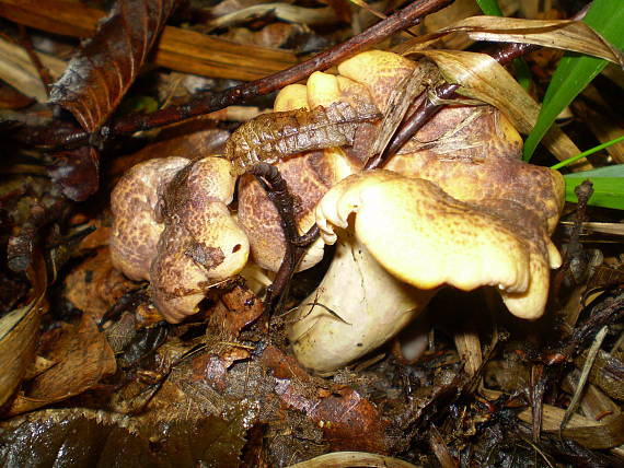 liška obecná ametystová ,Kuriatko jedlé ametystové Cantharellus amethysteus (Quél.) Sacc.