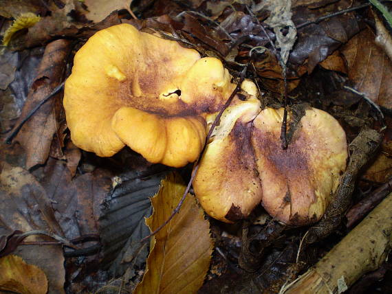 liška obecná ametystová ,Kuriatko jedlé ametystové Cantharellus amethysteus (Quél.) Sacc.