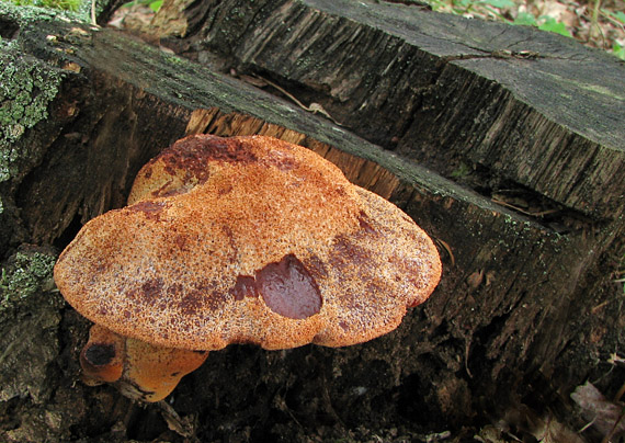 pečeňovec dubový Fistulina hepatica (Schaeff.) With.