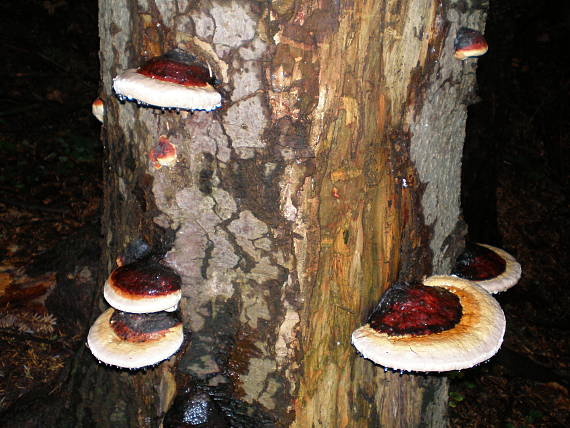 práchnovček pásikavý Fomitopsis pinicola (Sw.) P. Karst.