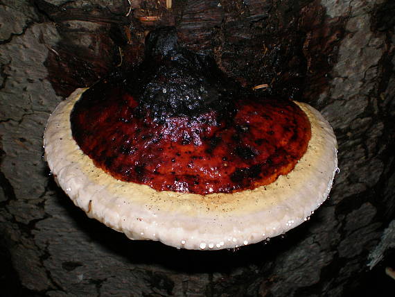 práchnovček pásikavý Fomitopsis pinicola (Sw.) P. Karst.