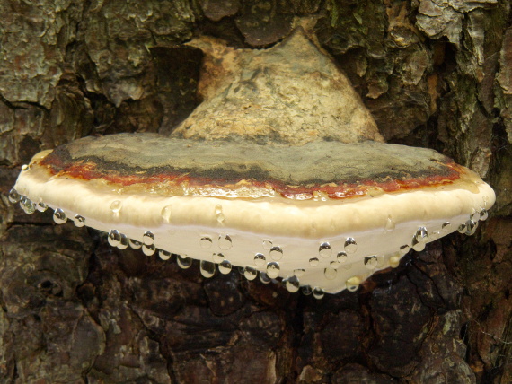 práchnovček pásikavý Fomitopsis pinicola (Sw.) P. Karst.